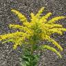 Fotografia 5 da espécie Solidago canadensis var. canadensis do Jardim Botânico UTAD