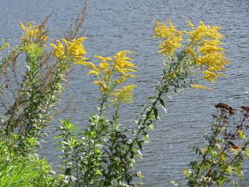 Fotografia da espécie Solidago canadensis var. canadensis