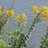 Fotografia 6 da espécie Solidago canadensis var. canadensis do Jardim Botânico UTAD