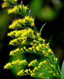 Fotografia da espécie Solidago canadensis var. canadensis