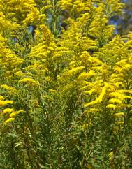 Solidago canadensis var. canadensis