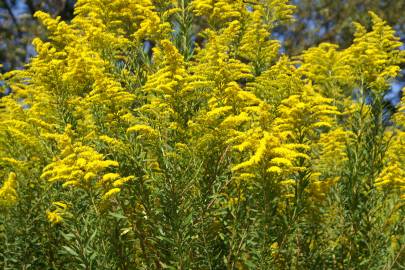 Fotografia da espécie Solidago canadensis var. canadensis