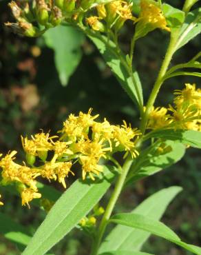 Fotografia 8 da espécie Solidago canadensis var. canadensis no Jardim Botânico UTAD