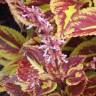 Fotografia 13 da espécie Solenostemon scutellarioides do Jardim Botânico UTAD