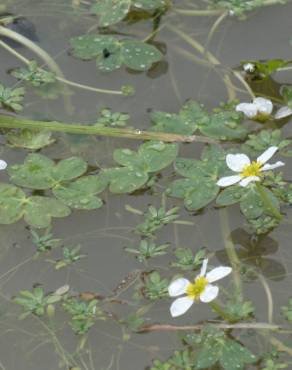 Fotografia 3 da espécie Ranunculus penicillatus var. penicillatus no Jardim Botânico UTAD