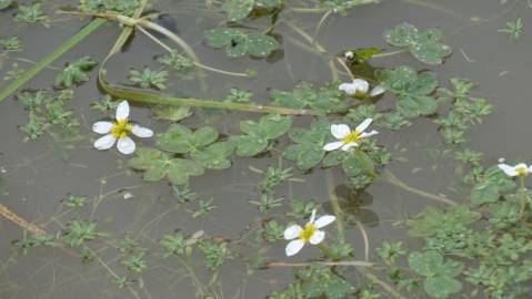 Fotografia da espécie Ranunculus penicillatus var. penicillatus