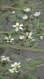 Fotografia da espécie Ranunculus penicillatus var. penicillatus