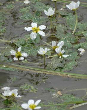 Fotografia 4 da espécie Ranunculus penicillatus var. penicillatus no Jardim Botânico UTAD