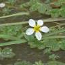 Fotografia 1 da espécie Ranunculus penicillatus var. penicillatus do Jardim Botânico UTAD