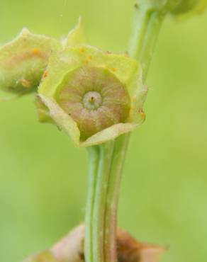 Fotografia 14 da espécie Malva parviflora no Jardim Botânico UTAD