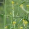 Fotografia 11 da espécie Sisymbrium officinale do Jardim Botânico UTAD