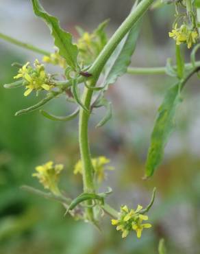 Fotografia 12 da espécie Sisymbrium officinale no Jardim Botânico UTAD