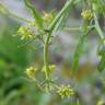 Fotografia 12 da espécie Sisymbrium officinale do Jardim Botânico UTAD