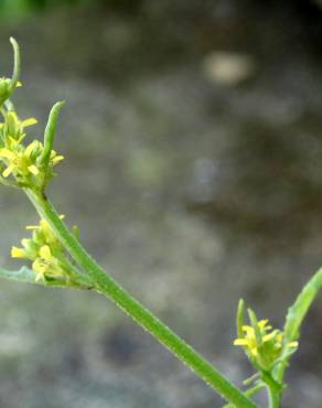 Fotografia 13 da espécie Sisymbrium officinale no Jardim Botânico UTAD