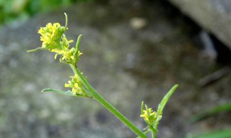 Fotografia da espécie Sisymbrium officinale