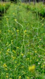 Fotografia da espécie Sisymbrium officinale