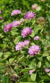 Fotografia da espécie Trifolium resupinatum