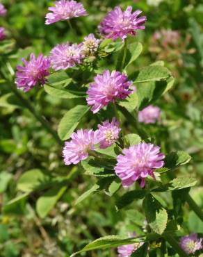 Fotografia 1 da espécie Trifolium resupinatum no Jardim Botânico UTAD