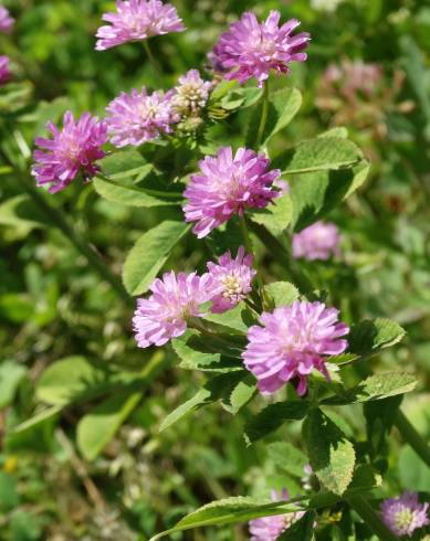 Fotografia de capa Trifolium resupinatum - do Jardim Botânico