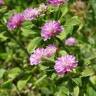 Fotografia 1 da espécie Trifolium resupinatum do Jardim Botânico UTAD