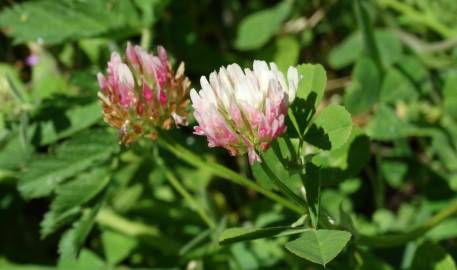 Fotografia da espécie Trifolium isthmocarpum