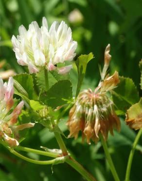 Fotografia 1 da espécie Trifolium isthmocarpum no Jardim Botânico UTAD