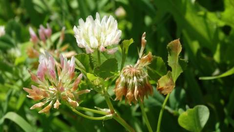 Fotografia da espécie Trifolium isthmocarpum