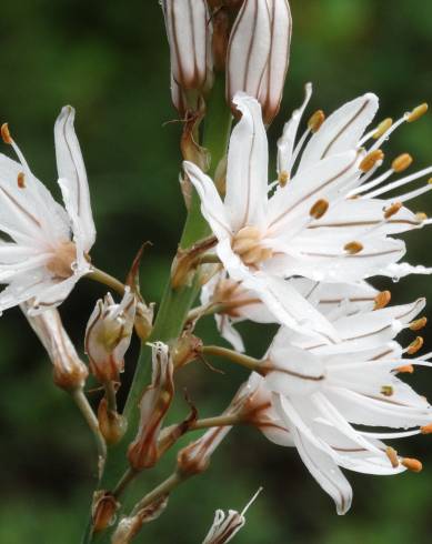 Fotografia de capa Asphodelus serotinus - do Jardim Botânico