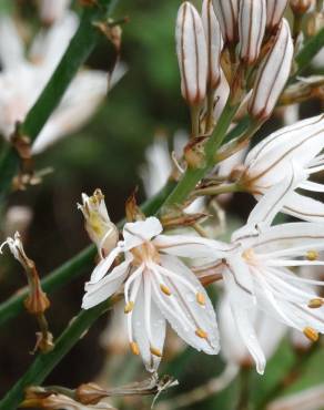 Fotografia 9 da espécie Asphodelus serotinus no Jardim Botânico UTAD