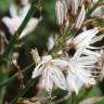 Fotografia 9 da espécie Asphodelus serotinus do Jardim Botânico UTAD