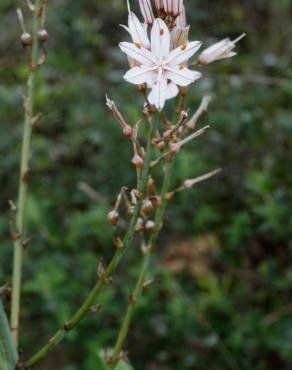 Fotografia 10 da espécie Asphodelus serotinus no Jardim Botânico UTAD