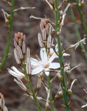 Fotografia 11 da espécie Asphodelus serotinus no Jardim Botânico UTAD