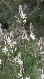 Fotografia da espécie Asphodelus serotinus