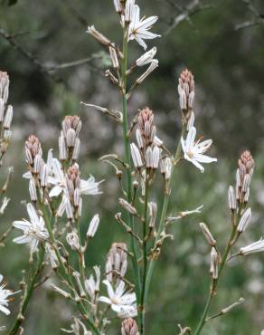 Fotografia 14 da espécie Asphodelus serotinus no Jardim Botânico UTAD