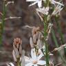 Fotografia 15 da espécie Asphodelus serotinus do Jardim Botânico UTAD