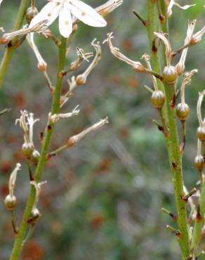 Fotografia 17 da espécie Asphodelus serotinus no Jardim Botânico UTAD