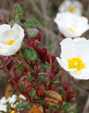 Fotografia 12 da espécie Cistus salvifolius no Jardim Botânico UTAD