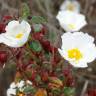 Fotografia 12 da espécie Cistus salvifolius do Jardim Botânico UTAD