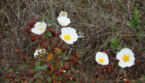 Fotografia da espécie Cistus salvifolius