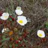 Fotografia 13 da espécie Cistus salvifolius do Jardim Botânico UTAD