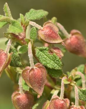 Fotografia 14 da espécie Cistus salvifolius no Jardim Botânico UTAD