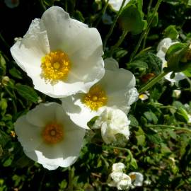 Fotografia da espécie Cistus salvifolius