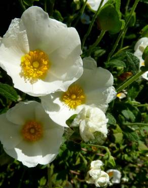 Fotografia 15 da espécie Cistus salvifolius no Jardim Botânico UTAD