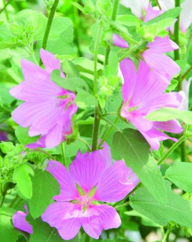 Fotografia de capa Malva olbia - do Jardim Botânico