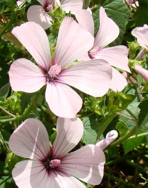 Fotografia 13 da espécie Lavatera trimestris no Jardim Botânico UTAD