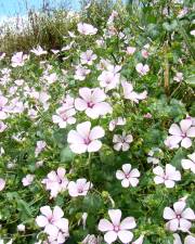 Fotografia da espécie Lavatera trimestris