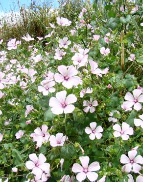 Fotografia 1 da espécie Lavatera trimestris no Jardim Botânico UTAD