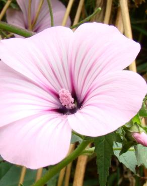 Fotografia 15 da espécie Lavatera trimestris no Jardim Botânico UTAD