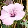 Fotografia 15 da espécie Lavatera trimestris do Jardim Botânico UTAD