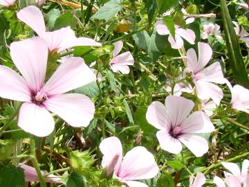 Fotografia da espécie Lavatera trimestris